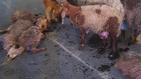 اغنام الحادث